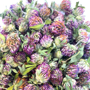 Red Clover (Trifolium pratense) Flowers, Organic, Premium Harvest