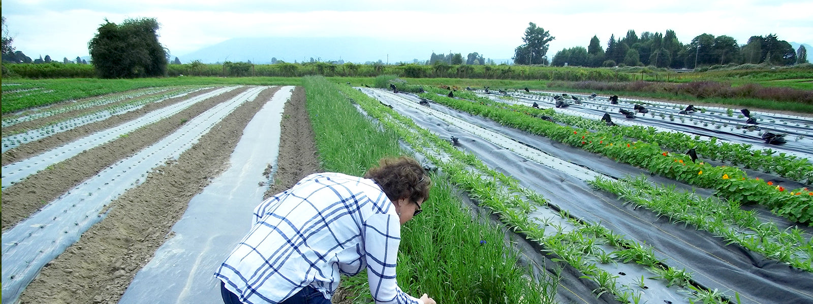 Organic bulk herb farm