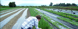 Organic bulk herb farm