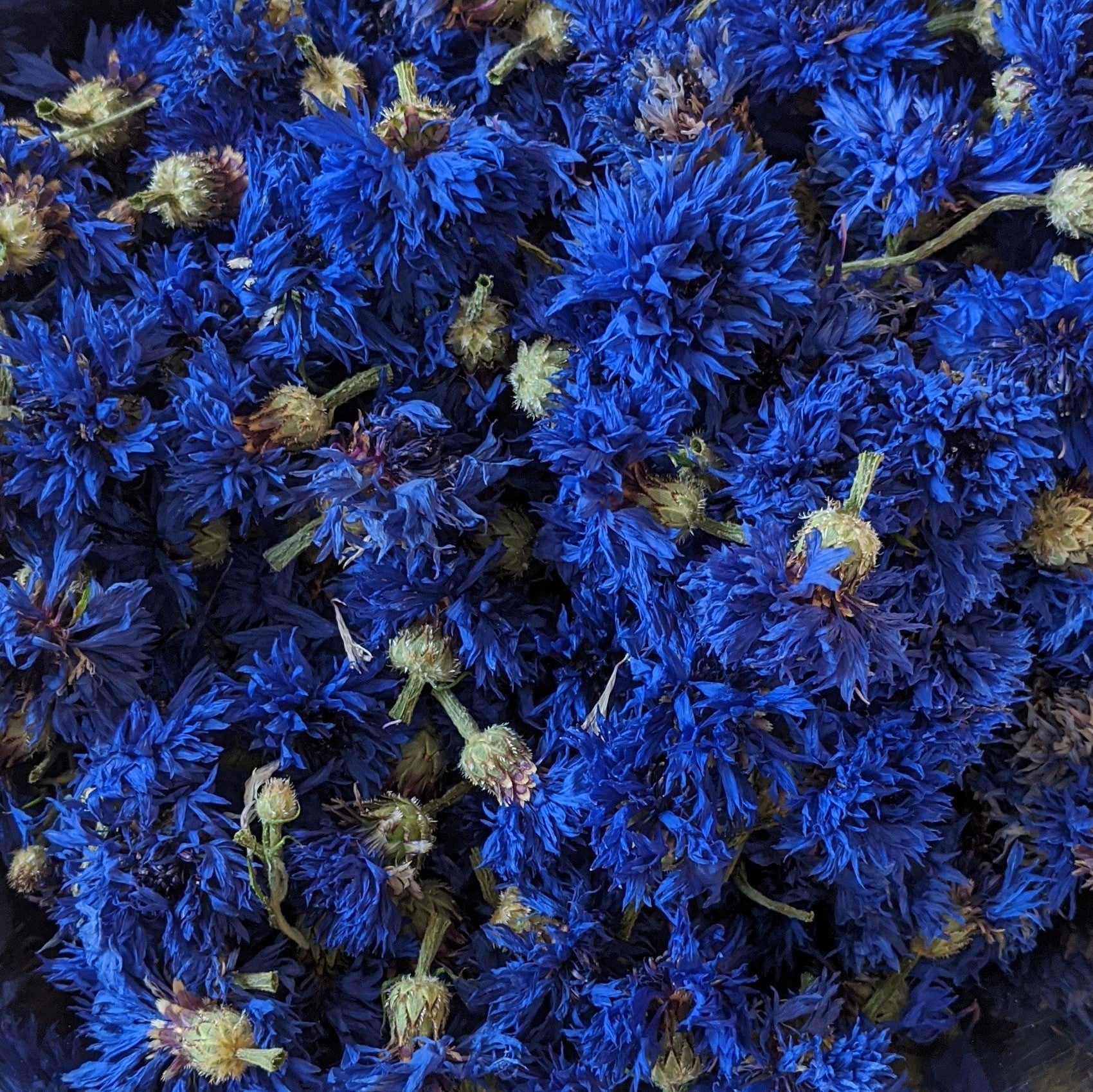 Blue Cornflower Bouquet