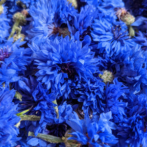 Blue Cornflowers (Centaurea cyanus), Whole, Certified Organic, PNW Grown