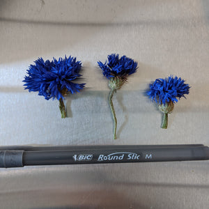 Blue Cornflowers (Centaurea cyanus), Certified Organic, PNW Grown