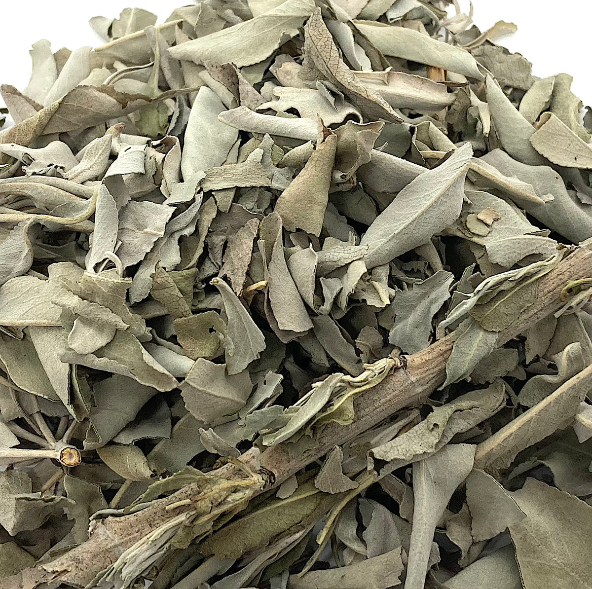 Cultivated White Sage Leaf